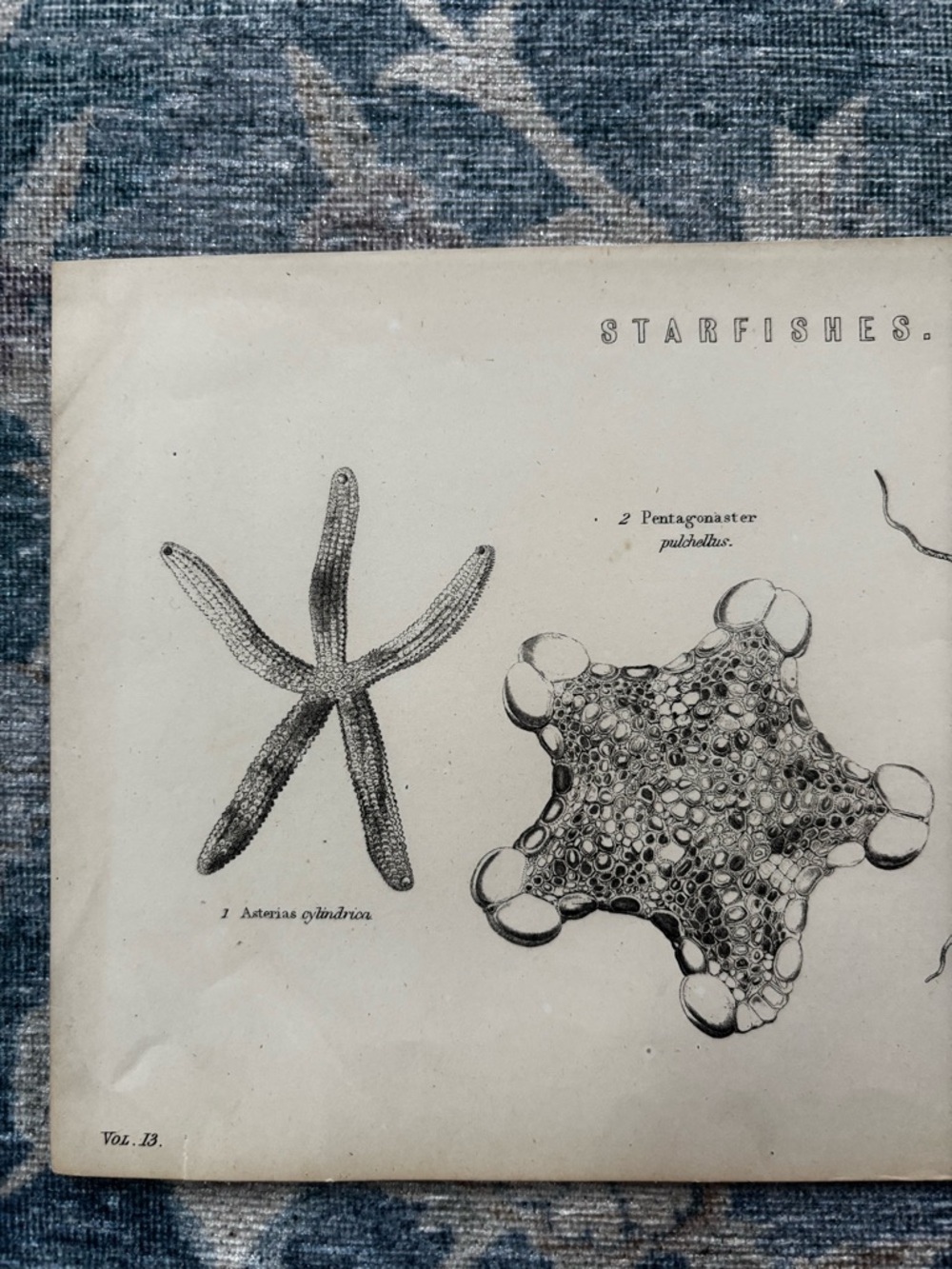 Vintage Starfishes Scientific Wall Art Print - Beige and Black - Picture 2 of 6